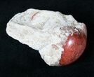 Million Year Old Polished Red Horn Coral - Utah #14857-2